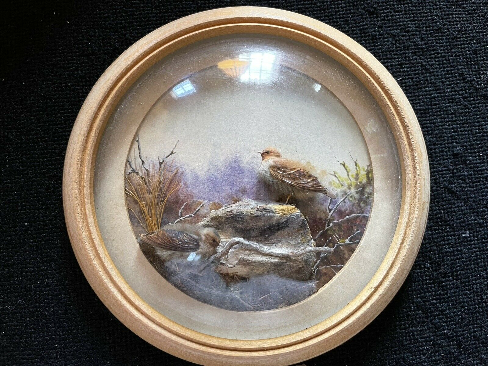 Common Partridges (5-inch)